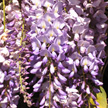 Wisteria