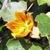 California native plant: Fremontodendrun californicum