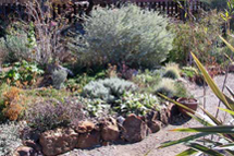 A drought resistant border planting