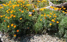annual favorites: California Poppies
