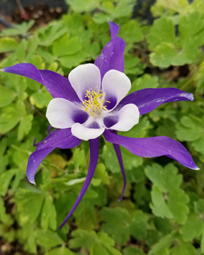 Columbine