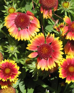 blanket flower