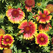 gaillardia