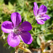 hardy geranium