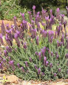 Spanish lavender