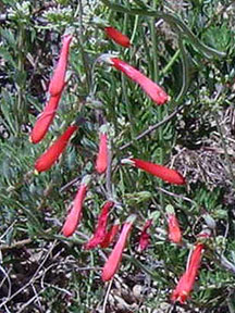 Photo of native: Penstemon centranthifolius