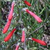 Blossom of native plant: Penstemon centranthifolius