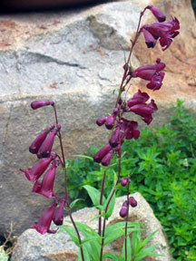 Drought resistant hybrid: Penstemon "sour grapes"