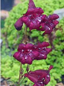 Drought resistant hybrid: Penstemon "sour grapes"