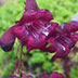 Blossom of Penstemon Sour Grapes