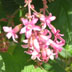 picture of Ribes Sanguineum