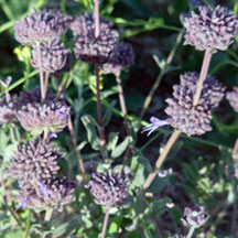Local native plant Salvia clevelandii