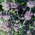 California native plant: Salvia clevelandii