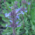 California native plant: Salvia sonamensis