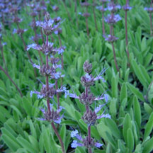 Local native plant: Salvia sonamensis