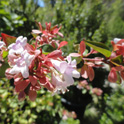 abelia