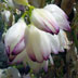 Blossom of native plant: Hesperoyucca whipplei